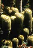 Parodia leninghausii, Notocactus leninghausii