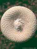 Epithelantha micromeris