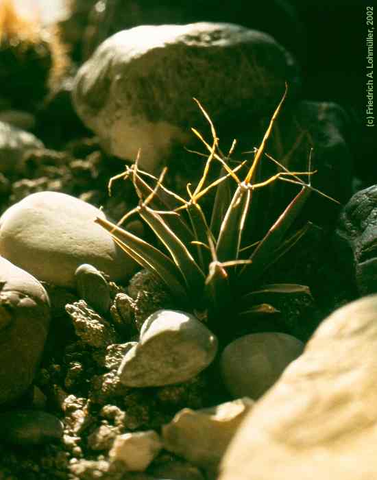 Leuchtenbergia principis HOOK.