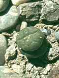 Lophophora williamsii