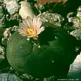 Lophophora williamsii