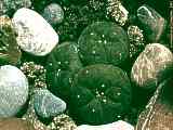 Lophophora williamsii