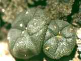 Lophophora williamsii