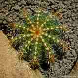 Parodia magnifica, Notocactus magnificus
