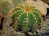 Parodia magnifica, Notocactus magnificus