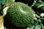 Parodia haselbergii, Notocactus haselbergii
