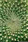 Parodia haselbergii, Notocactus haselbergii