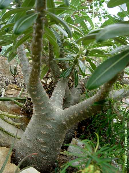 Pachypodium rosuleatum