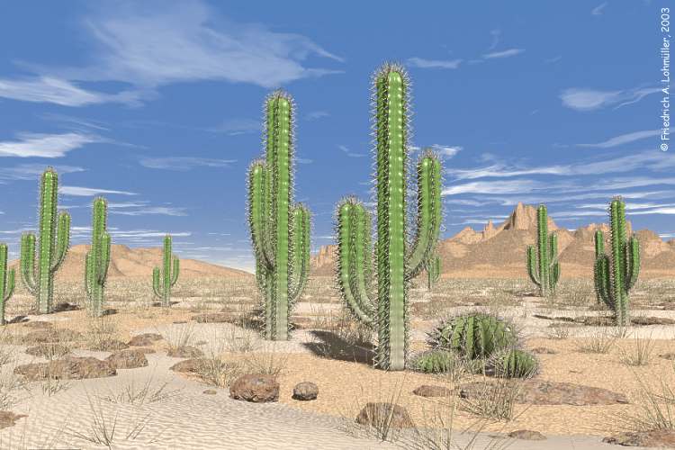 cacti, cactus in the desert