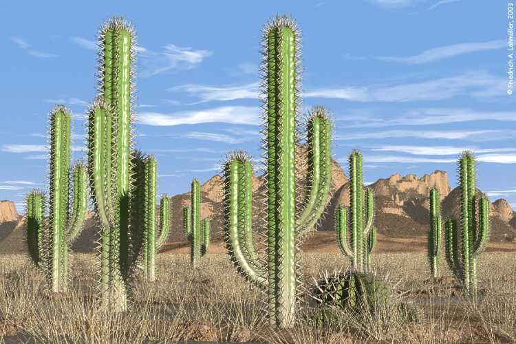 Cacti in the Desert (3)
