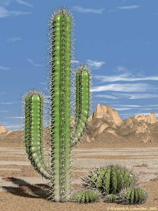 cactus2s.jpg