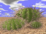 cacti