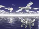 Moon flower (1)