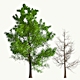 Arbaro Trees