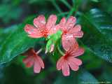 Crossandra infundibuliformis