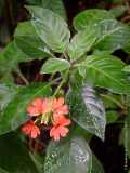 Crossandra infundibuliformis