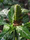 Crossandra massaica