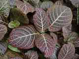 Fittonia verschaffeltii