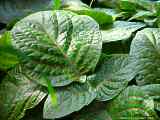 Fittonia gigantea