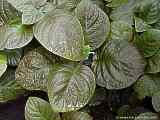 Fittonia gigantea