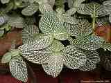 Fittonia verschaffeltii var. argyroneura