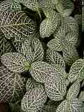 Fittonia verschaffeltii var. argyroneura