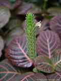 Fittonia verschaffeltii