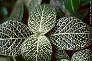 Fittonia verschaffeltii var. argyroneura