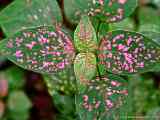 Hypoestes phyllostachya