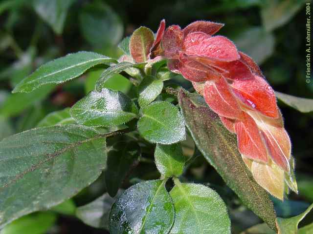 Justicia brandegeana