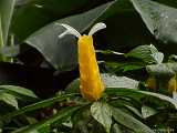 Pachystachys lutea