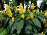 Pachystachys lutea