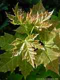 Acer platanoides