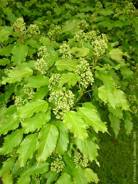 Acer tataricum