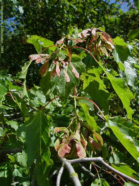 Acer tataricum