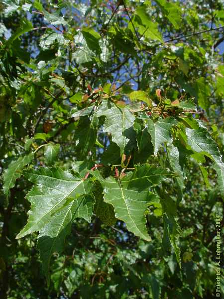 Acer tataricum