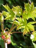 Acer platanoides - Spitz-Ahorn