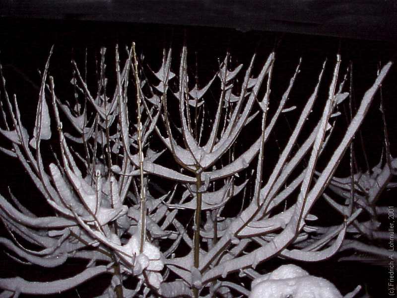 Acer pseudoplatanus
