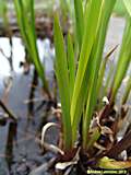 Acorus calamus