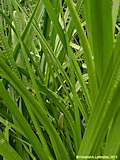 Acorus calamus