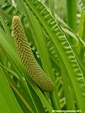 Acorus calamus