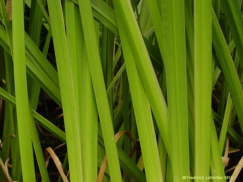 Acorus calamus