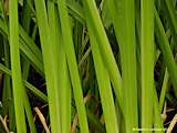 Acorus calamus