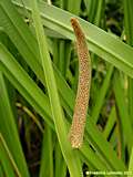 Acorus calamus