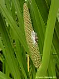 Acorus calamus