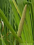 Acorus calamus