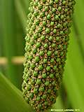 Acorus calamus