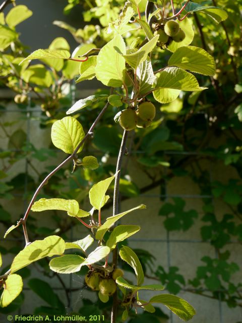 Actinidia chinensis