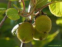 Actinidia chinensis