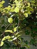 Actinidia chinensis